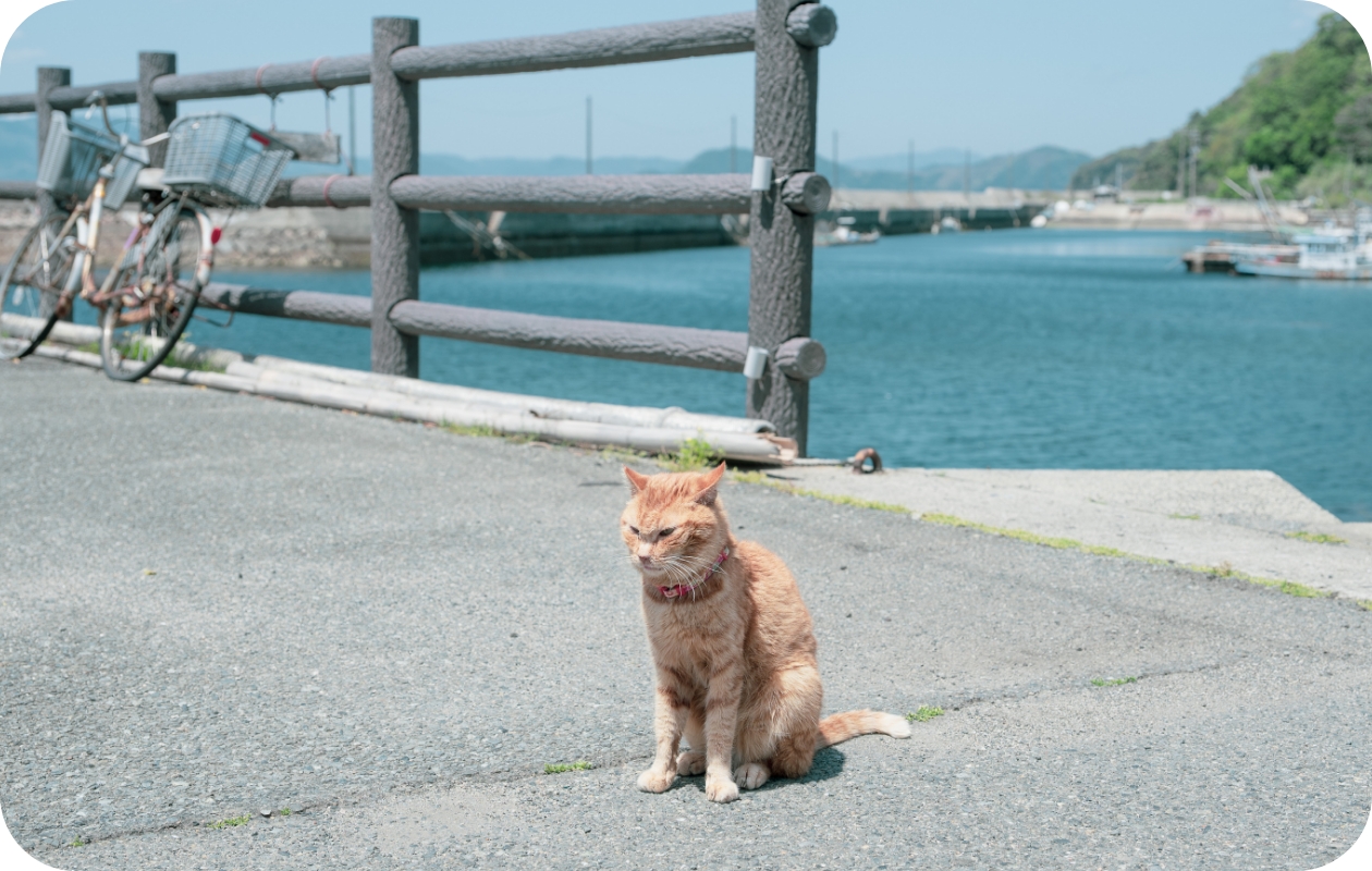 観る