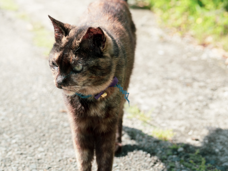 野島の猫たち